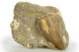 Large, Mosasaur (Mosasaurus) Tooth In Rock - Morocco #311181-1